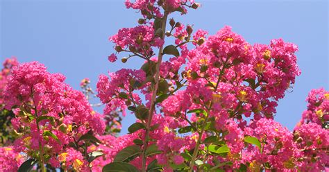 is crepe myrtle poisonous to dogs